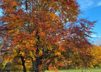 LE STAGIONI DELLA VITA