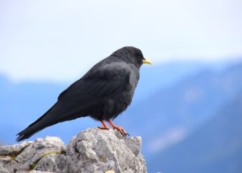 IL SUONO DEL SILENZIO E LO ZAINO